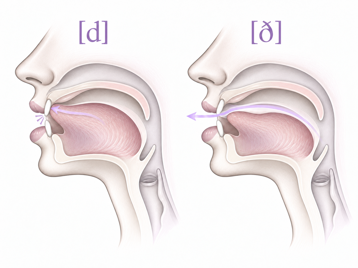 Two schematic cross-sections of the oral cavity: on the left, a complete tongue closure for [d]; on the right, the tongue only approaching, leaving an open airway, for [ð].